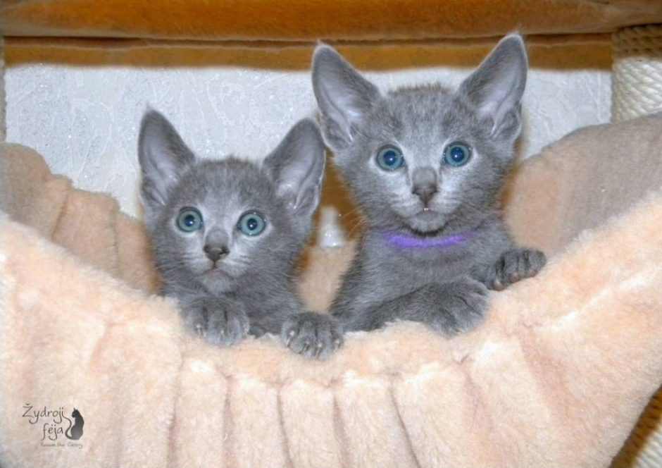 Rusų mėlynosios katės – didikų numylėtinės smaragdinėmis akimis