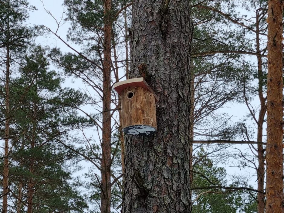 Miškininkai iškėlė daugiau nei 8 tūkst. inkilų įvairiems paukščiams