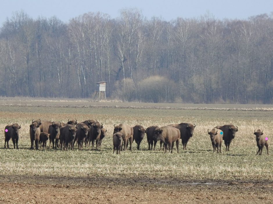 Stumbrai į Dzūkijos nacionalinį parką keliami pasitelkiant maksimalias pajėgas ir sėkmę