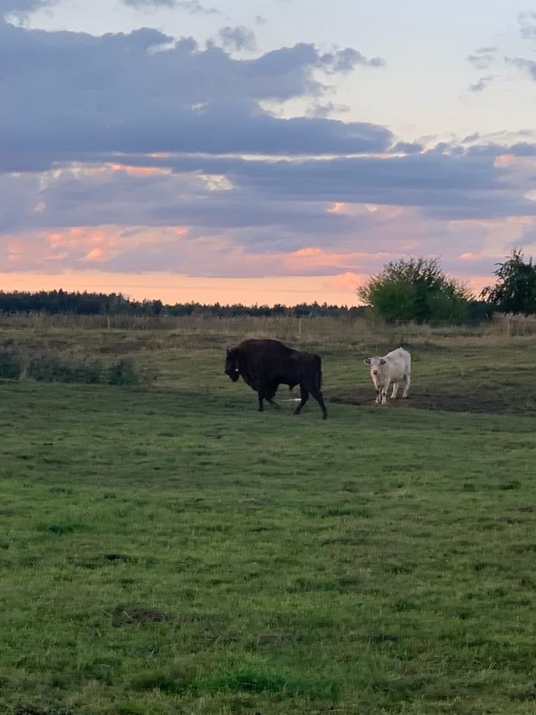 Stumbrai į Dzūkijos nacionalinį parką keliami pasitelkiant maksimalias pajėgas ir sėkmę