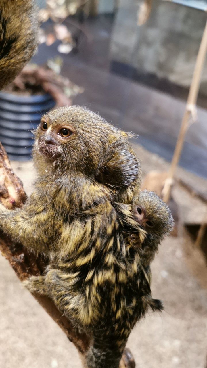 Zoologijos sode Vilniuje gimė du mažųjų beždžionių – nykštukinių marmozečių – jaunikliai
