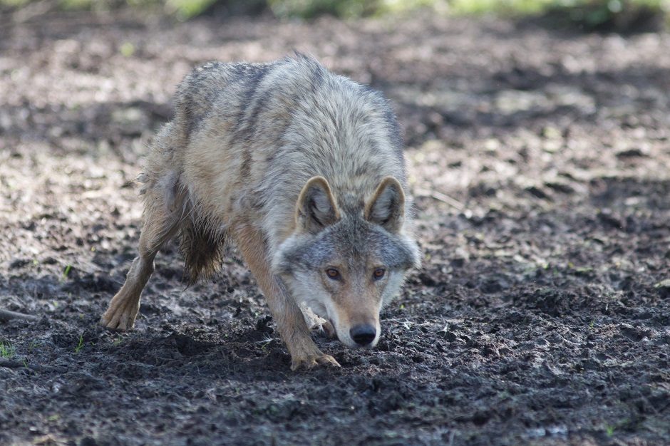 Laukinių gyvūnų priežiūra ir globa patikėta prie LSMU steigiamam centrui