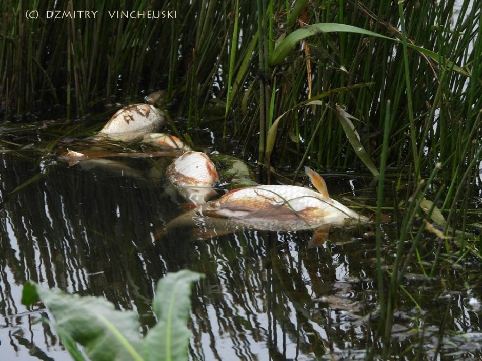 Ekspertai įtaria Nemuno taršą iš Baltarusijos: masiškai gaišta žuvys