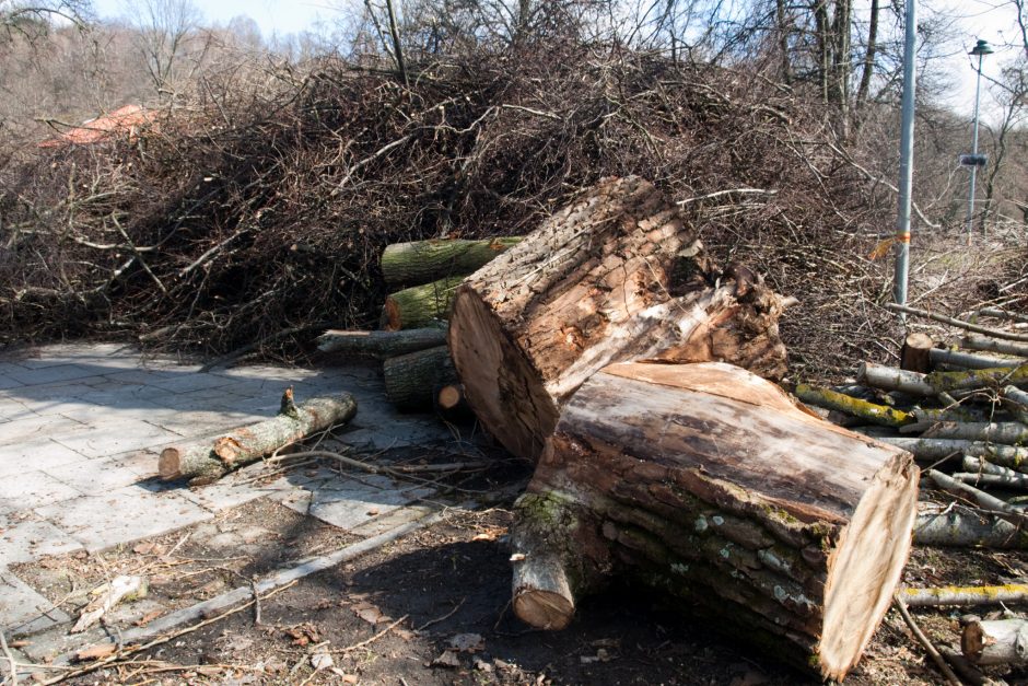 Vyriausybė – prieš siūlymą griežčiau bausti želdinių naikintojus ir žalotojus