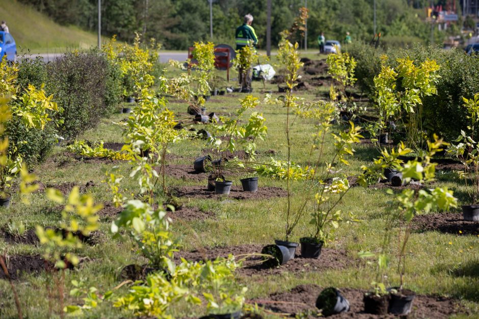 Sostinės žaliuosiuose planuose – milijonai naujų krūmų ir šimtai tūkstančių medžių