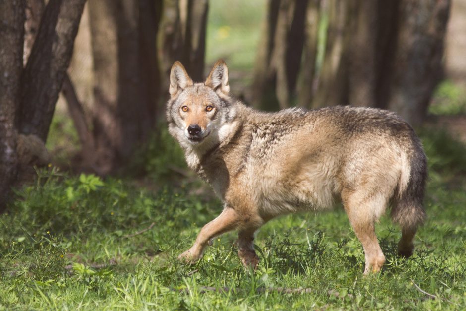 Visuomenininkai ragina nedidinti vilkų medžioklės kvotų, Vyriausybė planų nekeičia
