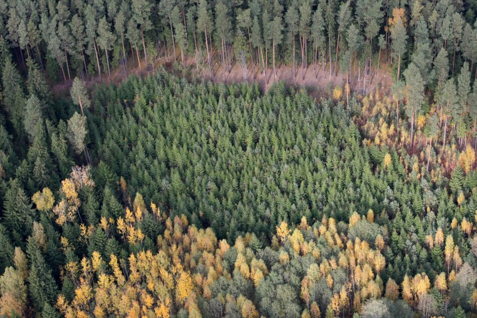 Siūloma, kad Valstybinių miškų urėdija turėtų 26 filialus