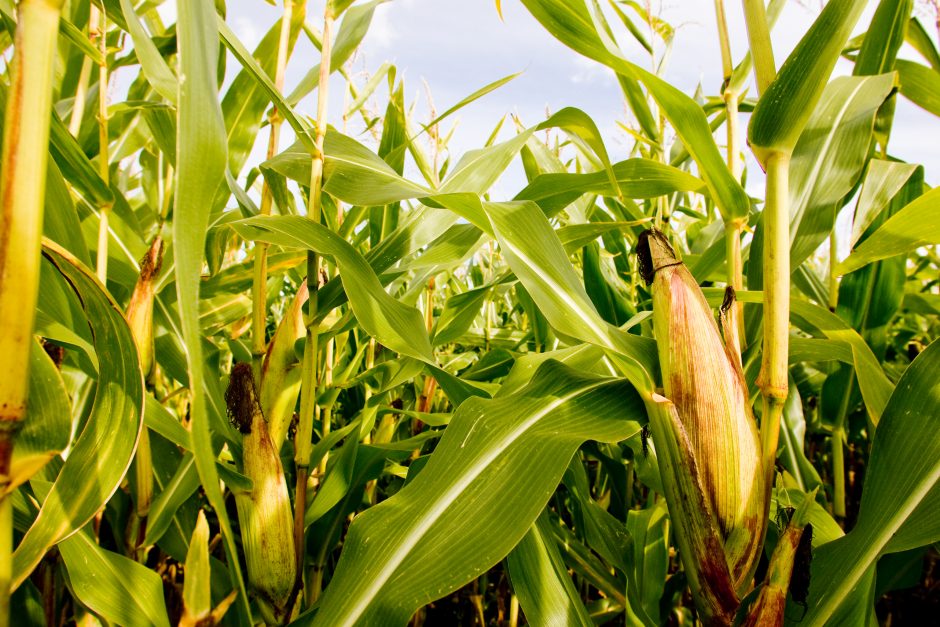 Lietuvoje nebus auginami genetiškai modifikuoti kukurūzai