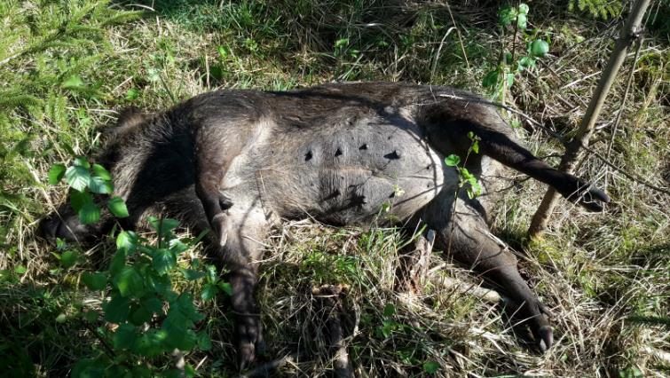 Lietuviai naudojasi proga užsidirbti iš šernų gaišenų