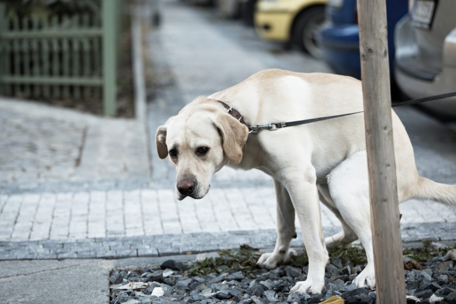 Prasideda akcija „Augintinis teršia – šeimininkas moka“