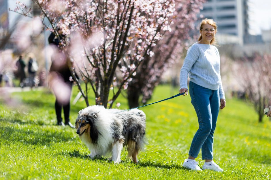 Ministras: už nepaženklintus augintinius šiemet baudos nebus skiriamos