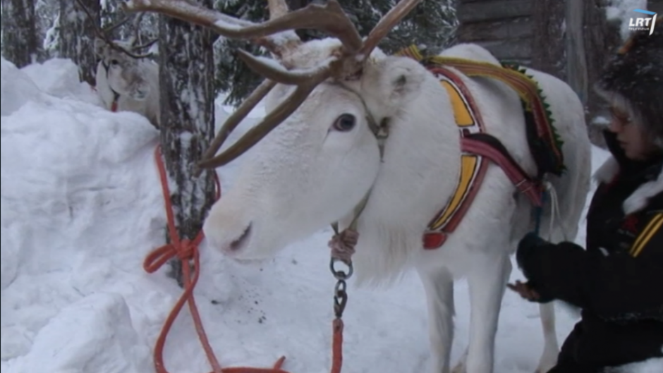 Kalėdų senio elnias filme „Santa“ vos neliko be ragų