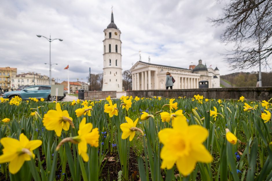 Sostinė pražys tūkstančiais žiedų, naujovė šįmet – valgomieji gėlynai