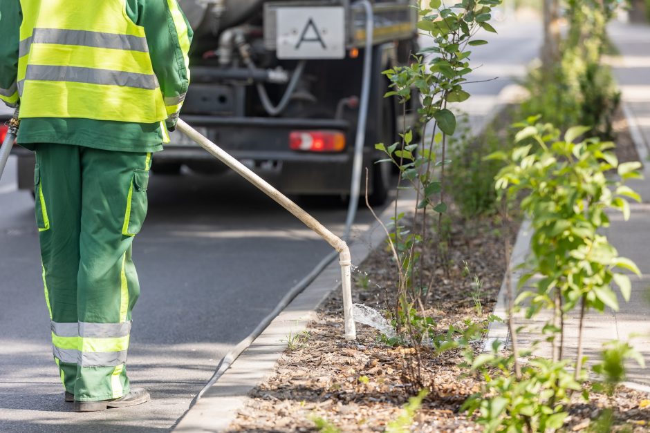 Gelbėja augalus: ant Vilniaus želdynų kasnakt išliejama apie 48 cisternas vandens