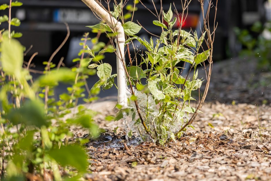 Gelbėja augalus: ant Vilniaus želdynų kasnakt išliejama apie 48 cisternas vandens