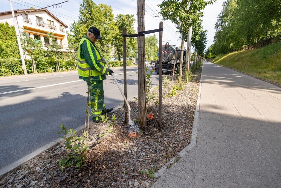 Gelbėja augalus: ant Vilniaus želdynų kasnakt išliejama apie 48 cisternas vandens