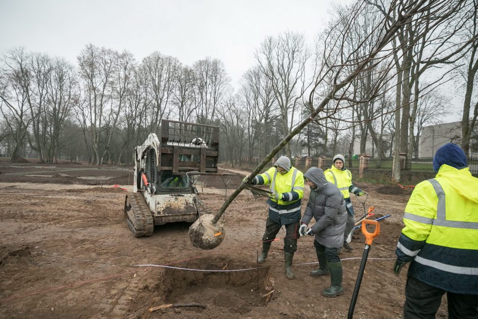 Trakų Vokės dvaras turės naujų liepų alėją