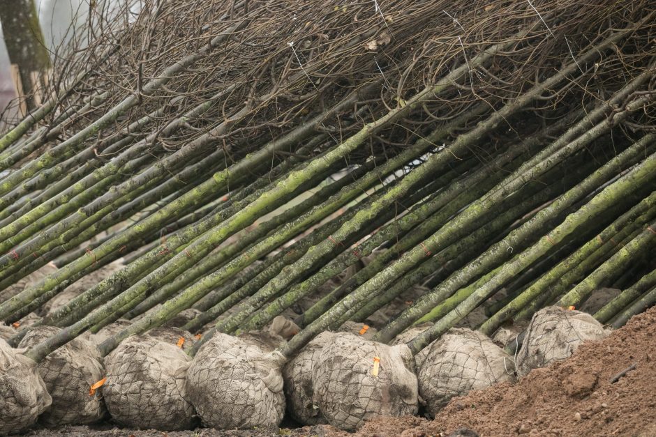 Trakų Vokės dvaras turės naujų liepų alėją