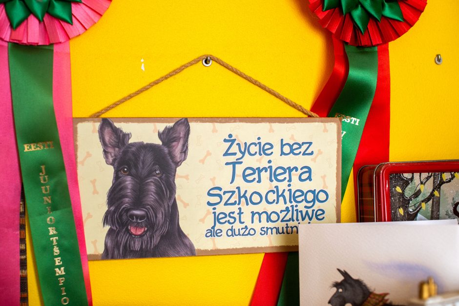 Škotų terjerai – šunys aristokratai