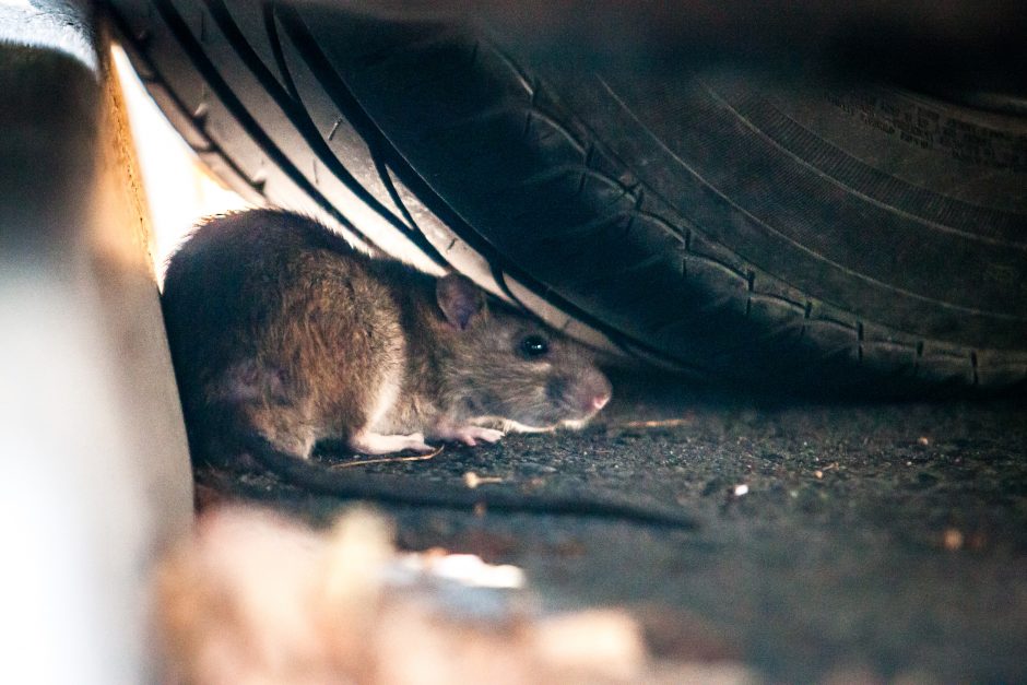 Neprašyti svečiai: automobilio gedimo priežastis – graužikai