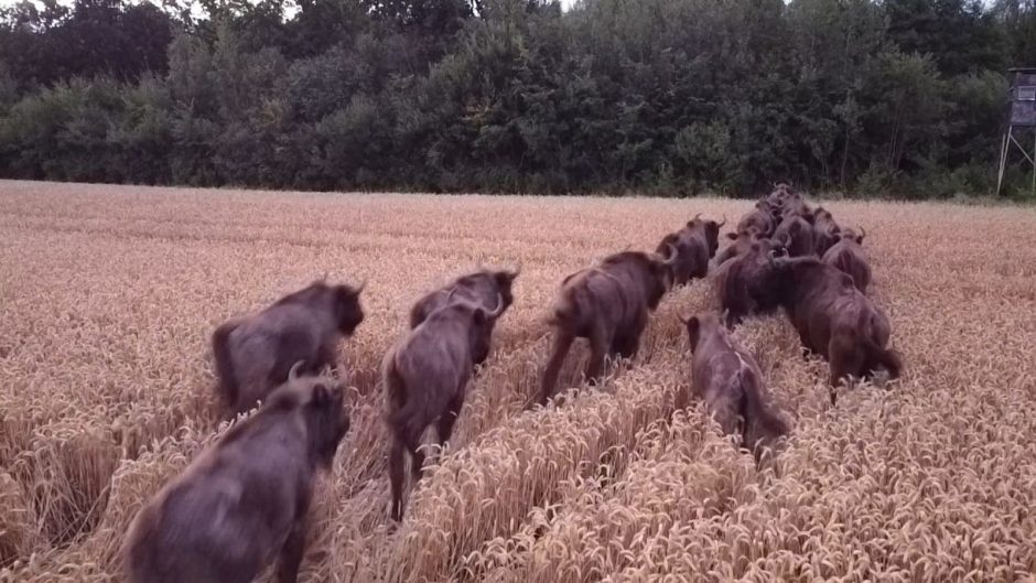 Ūkininkus siutina stumbrai: gal jie jau šventos karvės?