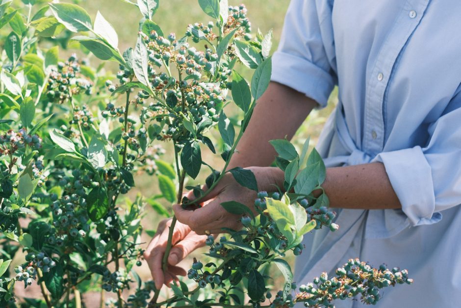 Šimkams ūkininkavimas – ne tik verslas, bet ir meditacija, hobis