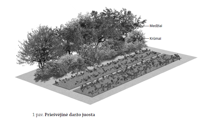 Gamtinis daržas – protingiems tinginiams
