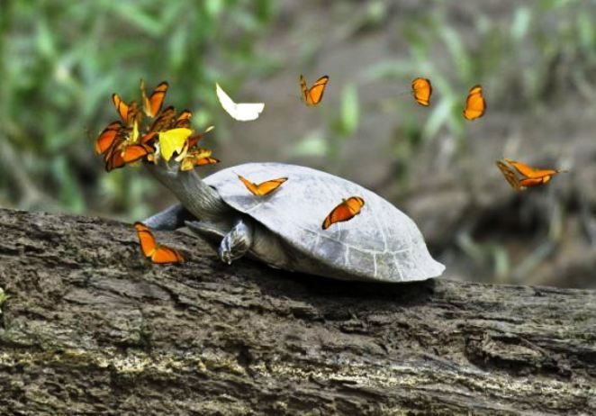 Gamtos akibrokštai: kodėl Peru drugeliai puola vėžlius?