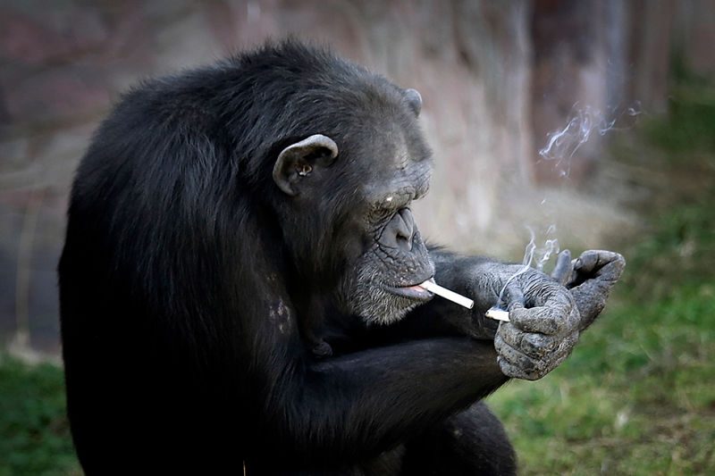 Šimpanzė, kuri per dieną surūko pakelį cigarečių