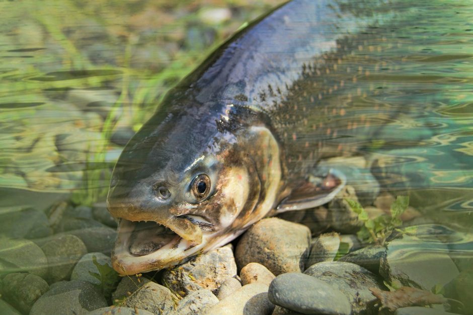 Migruojančioms žuvims – kol kas prastokos naujienos