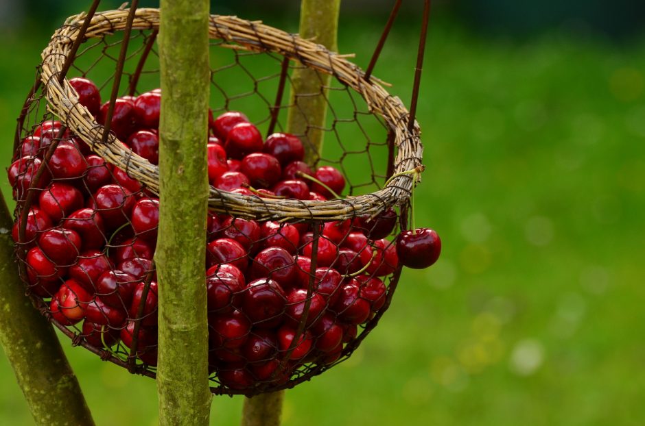 Žagarės vyšnių festivalis: kaliausių plukdymas ir puodų instaliacija