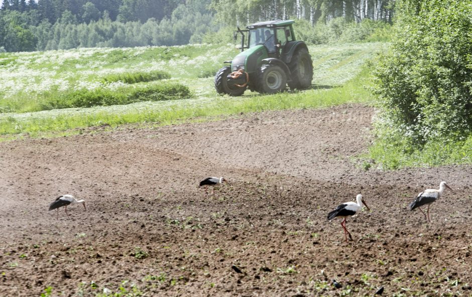 Žemės ūkio ministerija siūlo kompensuoti laukinių paukščių daromą žalą