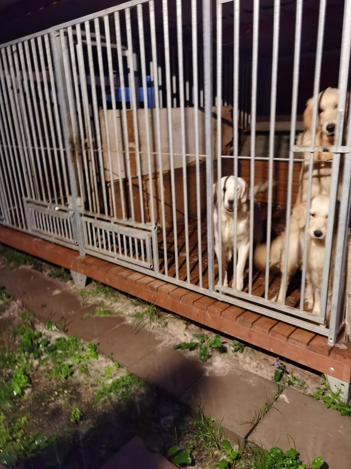 Po kilusio triukšmo baisiomis sąlygomis laikyti šuneliai – išlaisvinti