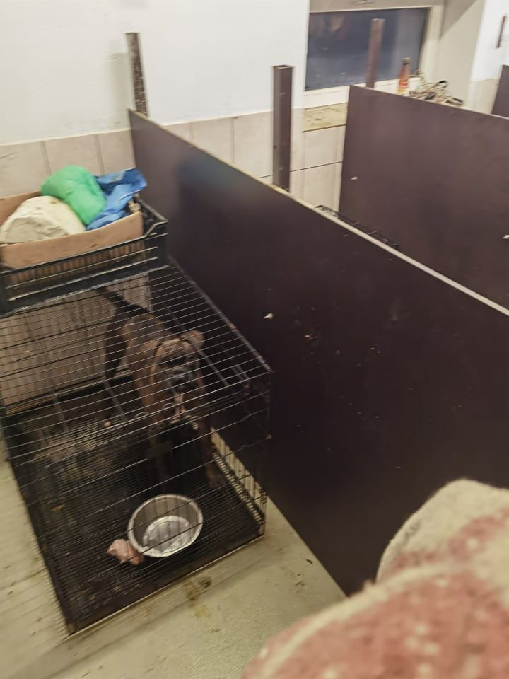 Po kilusio triukšmo baisiomis sąlygomis laikyti šuneliai – išlaisvinti