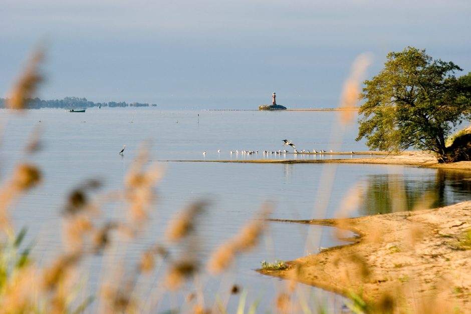 Kuršių nerijoje savanoriai raus invazinius augalus