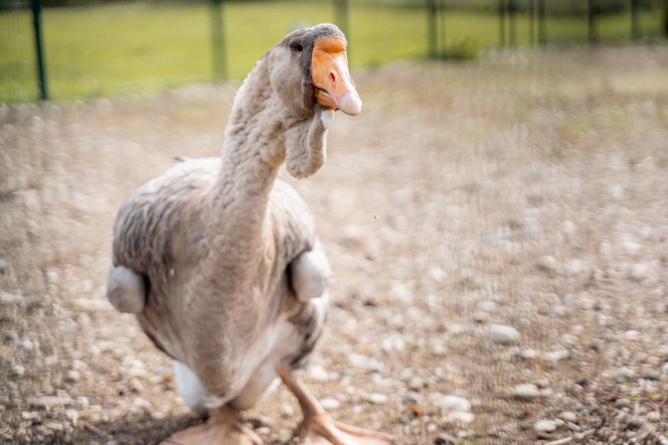 Taurakiemio seniūnijoje apstu žavių perliukų