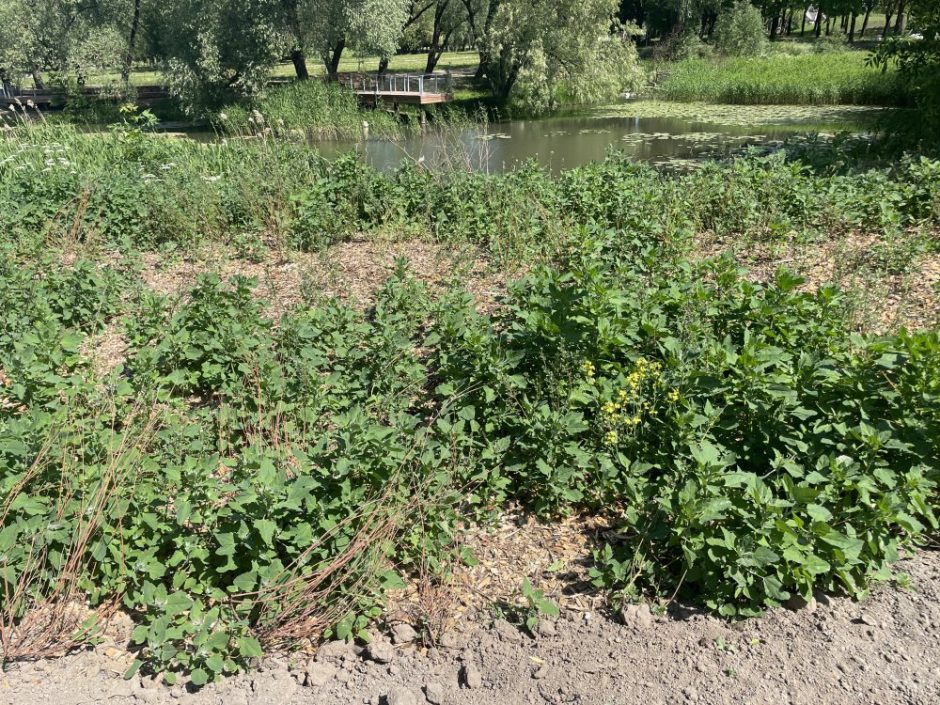 Klaipėdiečius stebina nepigiai kainavusių augalų priežiūra: Malūno parkas skęsta piktžolėse