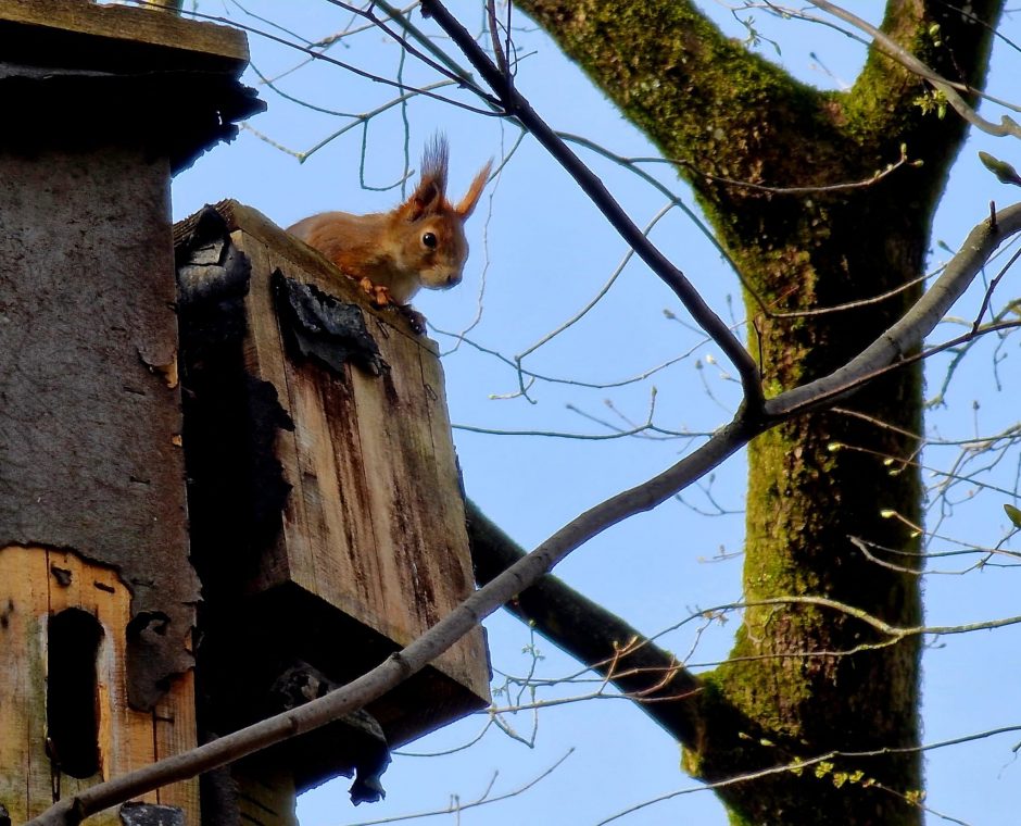 Voverių šeimyna – pramoga Plungės dvaro parko lankytojams