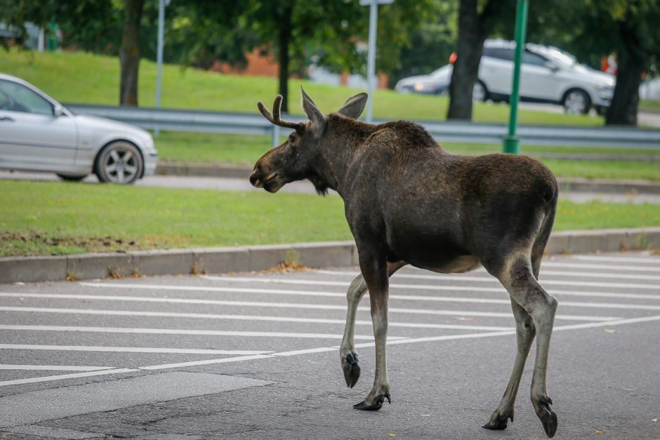 Praėjusią parą keliuose – aštuoni susidūrimai su laukiniais gyvūnais