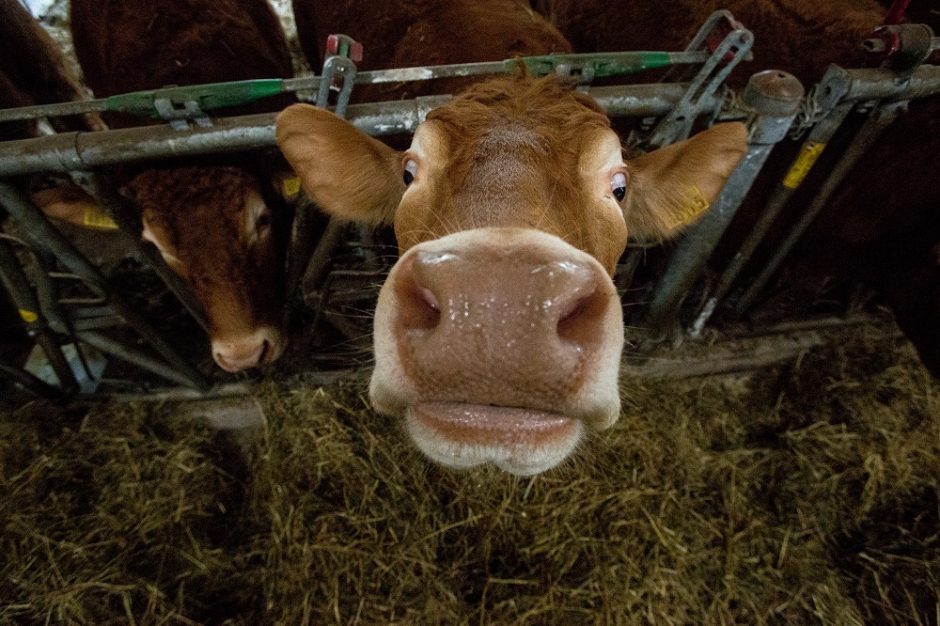 Šilalės rajono kaime į srutų duobę įkrito karvė