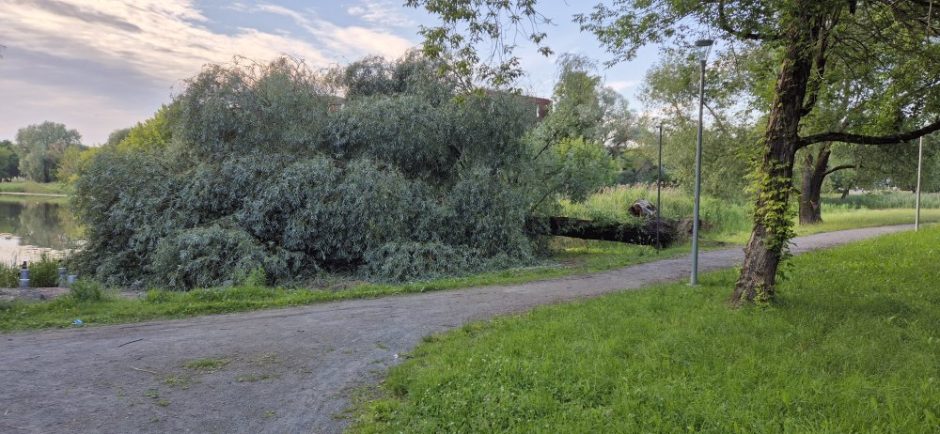 Malūno parke žnektelėjo medis: ir vėl pasidarbavo bebrai?