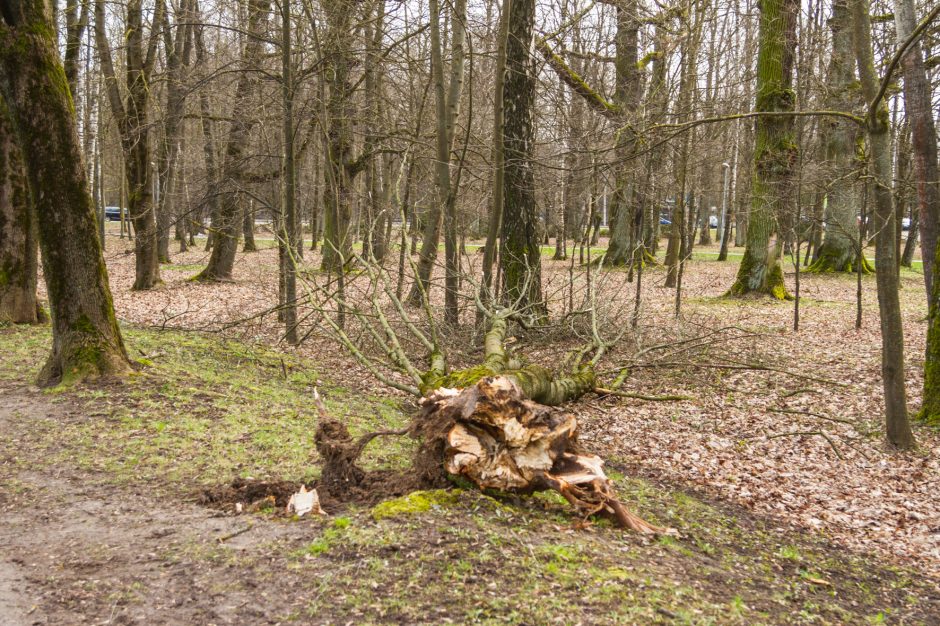 Uraganinis vėjas Kauno apskrityje plėšė stogus, vertė medžius: padaryta didelė žala