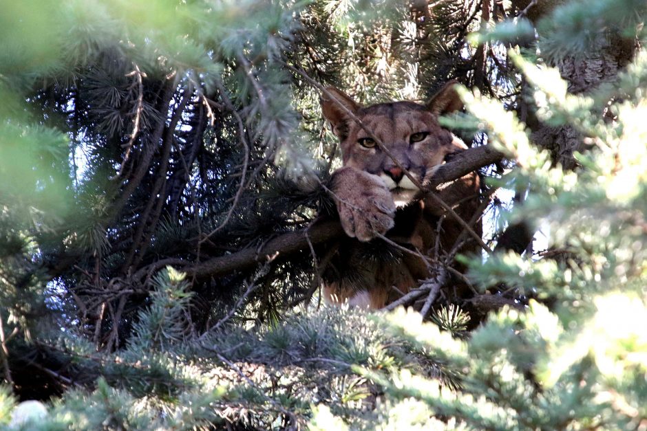 Medyje nejudėdama puma kiūtojo 15 valandų