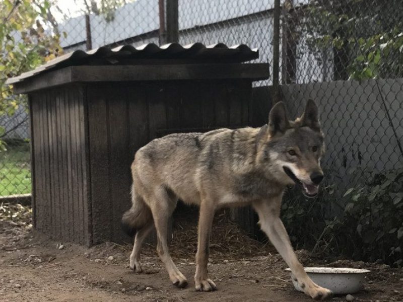 Vilko ir šuns hibridė Luna išvežama į rezervatą Vokietijoje