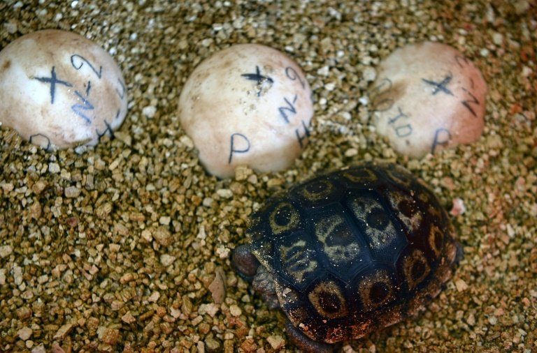 Plėšikai pasinaudojo puikia proga ir pavogė daugiau nei 100 jaunų vėžliukų