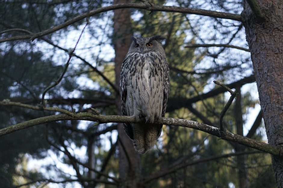 Lietuvos zoologijos sode užaugintas apuokas paleistas į gamtą