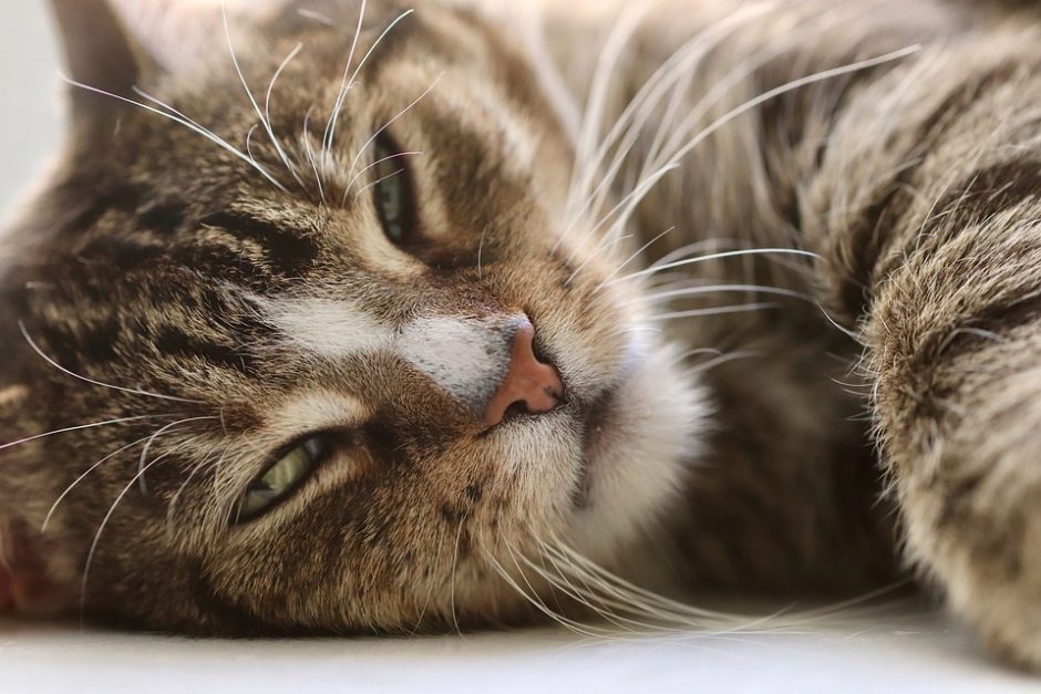 Belgijoje naminė katė užsikrėtė koronavirusu nuo savo šeimininko