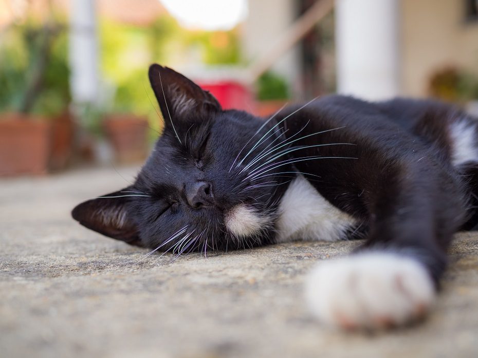 Pensininko namuose rasta 100 negyvų kačių