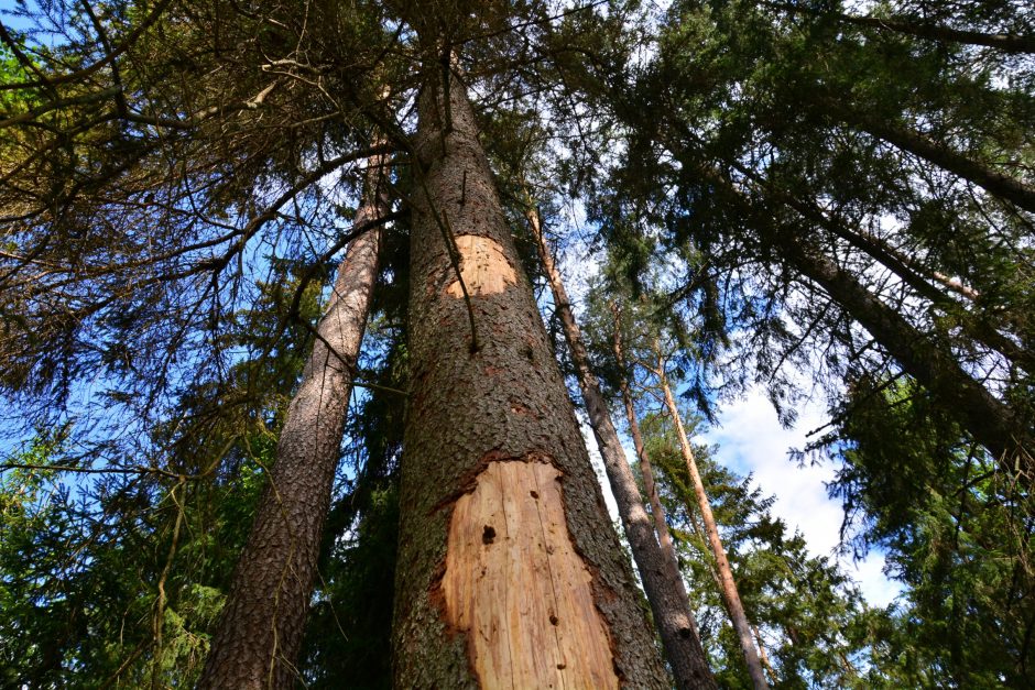 Dėl kenkėjų užpultų eglynų stichinė nelaimė skelbiama dviejuose rajonuose