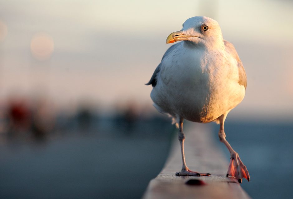 Daugiau nei pusę kirų maisto sudaro plastikas